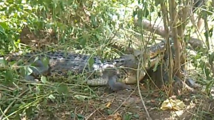 Geger Warga di Bombana Tangkap Buaya 3,5 Meter Muncul di Kebun